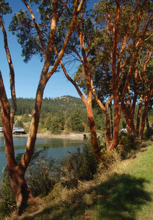 Madrona trees
